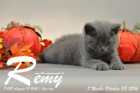 Remy ist 7 Wochen alt geworden ( 08.10.2016 )
