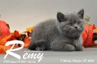 Remy ist 7 Wochen alt geworden ( 08.10.2016 )