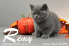 Remy ist 7 Wochen alt geworden ( 08.10.2016 )