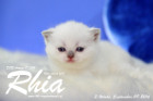 Rhia ist 3 Woche alt geworden ( 09.09.2016 )