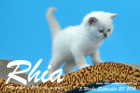 Rhia ist 5 Woche alt geworden ( 23.09.2016 )
