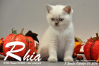 Rhia ist 7 Wochen alt geworden ( 08.10.2016 )