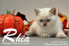 Rhia ist 7 Wochen alt geworden ( 08.10.2016 )