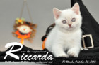 Riccarda ist 10 Wochen alt geworden ( 26.10.2016 )