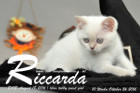 Riccarda ist 10 Wochen alt geworden ( 26.10.2016 )