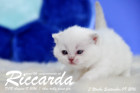 Riccarda ist 3 Wochen alt geworden ( 09.09.2016 )