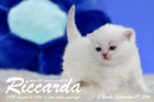 Riccarda ist 3 Wochen alt geworden ( 09.09.2016 )