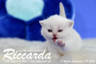 Riccarda ist 3 Wochen alt geworden ( 09.09.2016 )