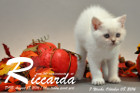 Riccarda ist 7 Wochen alt geworden ( 08.10.2016 )