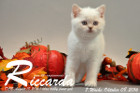 Riccarda ist 7 Wochen alt geworden ( 08.10.2016 )