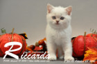 Riccarda ist 7 Wochen alt geworden ( 08.10.2016 )