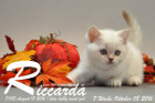 Riccarda ist 7 Wochen alt geworden ( 08.10.2016 )
