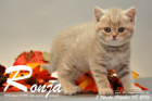 Ronja ist 7 Wochen alt geworden ( 08.10.2016 )