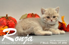 Ronja ist 7 Wochen alt geworden ( 08.10.2016 )