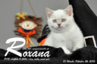 Roxana ist 7 Wochen alt geworden ( 08.10.2016 )