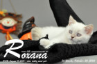 Roxana ist 7 Wochen alt geworden ( 08.10.2016 )