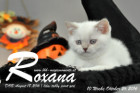 Roxana ist 7 Wochen alt geworden ( 08.10.2016 )