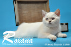 Roxana ist 12 Wochen alt geworden ( 11.11.2016 )