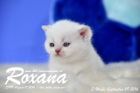 Roxana ist 3 Wochen alt geworden ( 09.09.2016 )