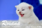 Roxana ist 3 Wochen alt geworden ( 09.09.2016 )