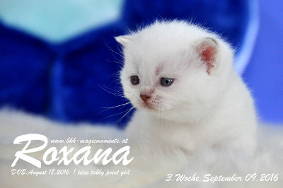 Roxana ist 3 Wochen alt geworden ( 09.09.2016 )