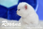 Roxana ist 3 Wochen alt geworden ( 09.09.2016 )