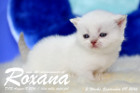 Roxana ist 3 Wochen alt geworden ( 09.09.2016 )