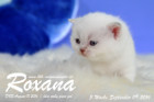Roxana ist 3 Wochen alt geworden ( 09.09.2016 )