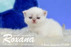 Roxana ist 3 Wochen alt geworden ( 09.09.2016 )