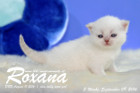 Roxana ist 3 Wochen alt geworden ( 09.09.2016 )
