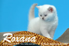 Roxana ist 5 Wochen alt geworden ( 23.09.2016 )