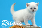 Roxana ist 5 Wochen alt geworden ( 23.09.2016 )
