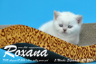 Roxana ist 5 Wochen alt geworden ( 23.09.2016 )