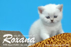 Roxana ist 5 Wochen alt geworden ( 23.09.2016 )
