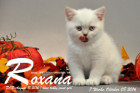 Roxana ist 7 Wochen alt geworden ( 08.10.2016 )