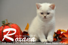 Roxana ist 7 Wochen alt geworden ( 08.10.2016 )