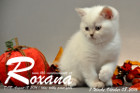 Roxana ist 7 Wochen alt geworden ( 08.10.2016 )