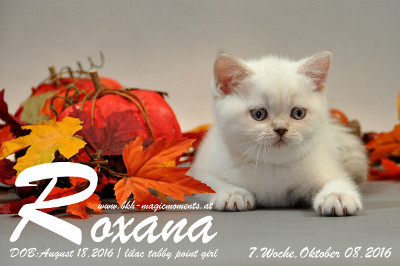 Roxana ist 7 Wochen alt geworden ( 08.10.2016 )