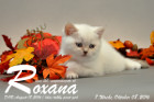 Roxana ist 7 Wochen alt geworden ( 08.10.2016 )