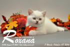 Roxana ist 7 Wochen alt geworden ( 08.10.2016 )