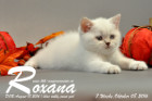 Roxana ist 7 Wochen alt geworden ( 08.10.2016 )