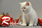 Roxana ist 7 Wochen alt geworden ( 08.10.2016 )