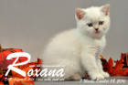 Roxana ist 7 Wochen alt geworden ( 08.10.2016 )