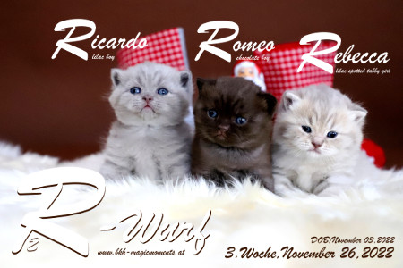 Unser R2-Wurf ist 3 Wochen alt ( 26.11.2022 )
