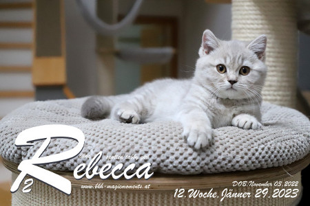Rebecca ist 12 Wochen alt ( 29.01.2023 )