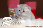 Rebecca ist 3 Wochen alt ( 26.11.2022 )