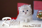 Rebecca ist 3 Wochen alt ( 26.11.2022 )