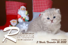 Rebecca ist 3 Wochen alt ( 26.11.2022 )