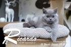 Ricardo ist 12 Wochen alt ( 29.01.2023 )