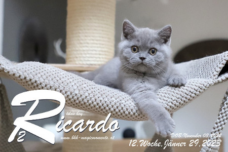 Ricardo ist 12 Wochen alt ( 29.01.2023 )